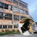 Подростки выбросили собаку из окна заброшенного училища в Лысьве